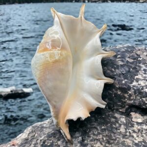 Magnifique et grand Coquillage de Madagascar