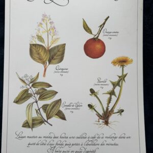 Affiche Planche X - "Précieuses Tisanes" éditée en 1982 par L. Pariente - Pastels de Michaud et Calligraphie de Benoistel - Plantes médicinales - Botanique - Herboristerie - Naturopathie