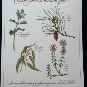 Affiche/Planche XX - "Précieuses Tisanes" éditée en 1982 par L. Pariente - Pastels de Michaud et Calligraphie de Benoistel - Plantes médicinales - Botanique - Herboristerie - Naturopathie