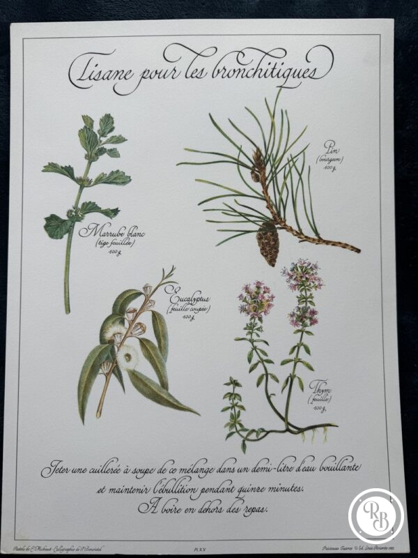 Affiche/Planche XX - "Précieuses Tisanes" éditée en 1982 par L. Pariente - Pastels de Michaud et Calligraphie de Benoistel - Plantes médicinales - Botanique - Herboristerie - Naturopathie