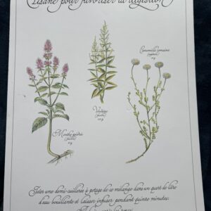 Affiche/Planche III - "Précieuses Tisanes" éditée en 1982 par L. Pariente - Pastels de Michaud et Calligraphie de Benoistel - Plantes médicinales - Botanique - Herboristerie - Naturopathie