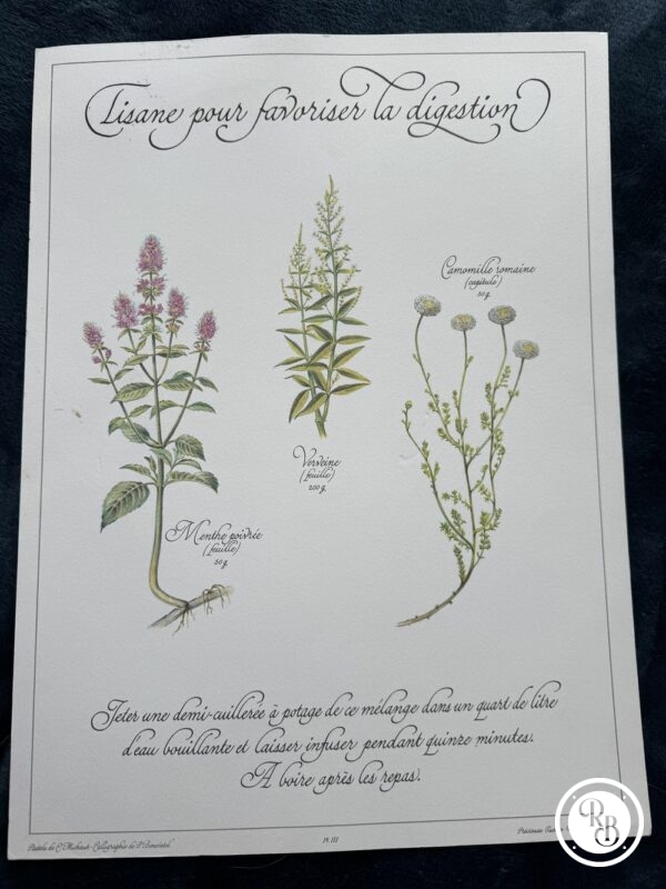 Affiche/Planche III - "Précieuses Tisanes" éditée en 1982 par L. Pariente - Pastels de Michaud et Calligraphie de Benoistel - Plantes médicinales - Botanique - Herboristerie - Naturopathie