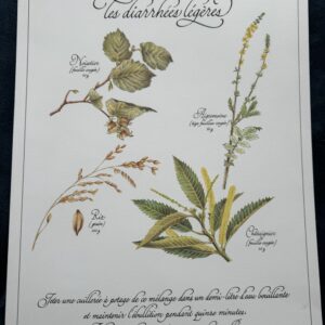 Affiche/Planche VII - "Précieuses Tisanes" éditée en 1982 par L. Pariente - Pastels de Michaud et Calligraphie de Benoistel - Plantes médicinales - Botanique - Herboristerie - Naturopathie