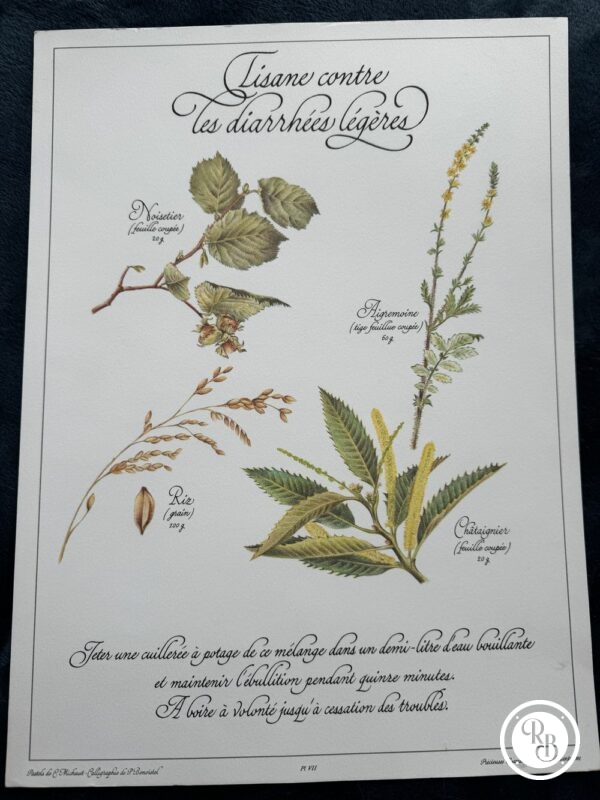 Affiche/Planche VII - "Précieuses Tisanes" éditée en 1982 par L. Pariente - Pastels de Michaud et Calligraphie de Benoistel - Plantes médicinales - Botanique - Herboristerie - Naturopathie