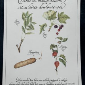 Affiche/Planche V - "Précieuses Tisanes" éditée en 1982 par L. Pariente - Pastels de Michaud et Calligraphie de Benoistel - Plantes médicinales - Botanique - Herboristerie - Naturopathie