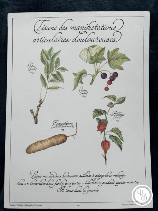 Affiche/Planche V - "Précieuses Tisanes" éditée en 1982 par L. Pariente - Pastels de Michaud et Calligraphie de Benoistel - Plantes médicinales - Botanique - Herboristerie - Naturopathie