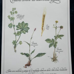 Affiche/Planche VIII - "Précieuses Tisanes" éditée en 1982 par L. Pariente - Pastels de Michaud et Calligraphie de Benoistel - Plantes médicinales - Botanique - Herboristerie - Naturopathie