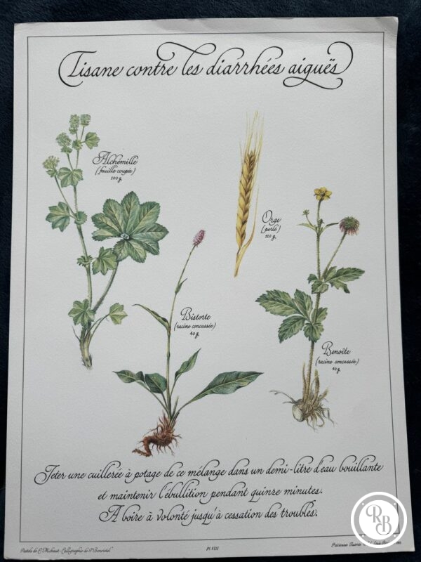 Affiche/Planche VIII - "Précieuses Tisanes" éditée en 1982 par L. Pariente - Pastels de Michaud et Calligraphie de Benoistel - Plantes médicinales - Botanique - Herboristerie - Naturopathie