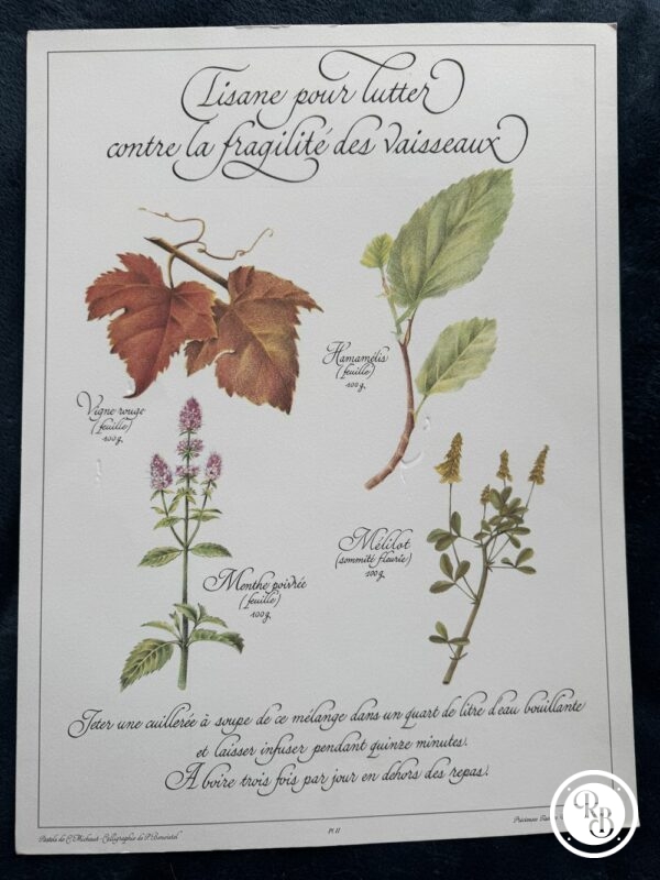 Affiche/Planche II - "Précieuses Tisanes" éditée en 1982 par L. Pariente - Pastels de Michaud et Calligraphie de Benoistel - Plantes médicinales - Botanique - Herboristerie - Naturopathie